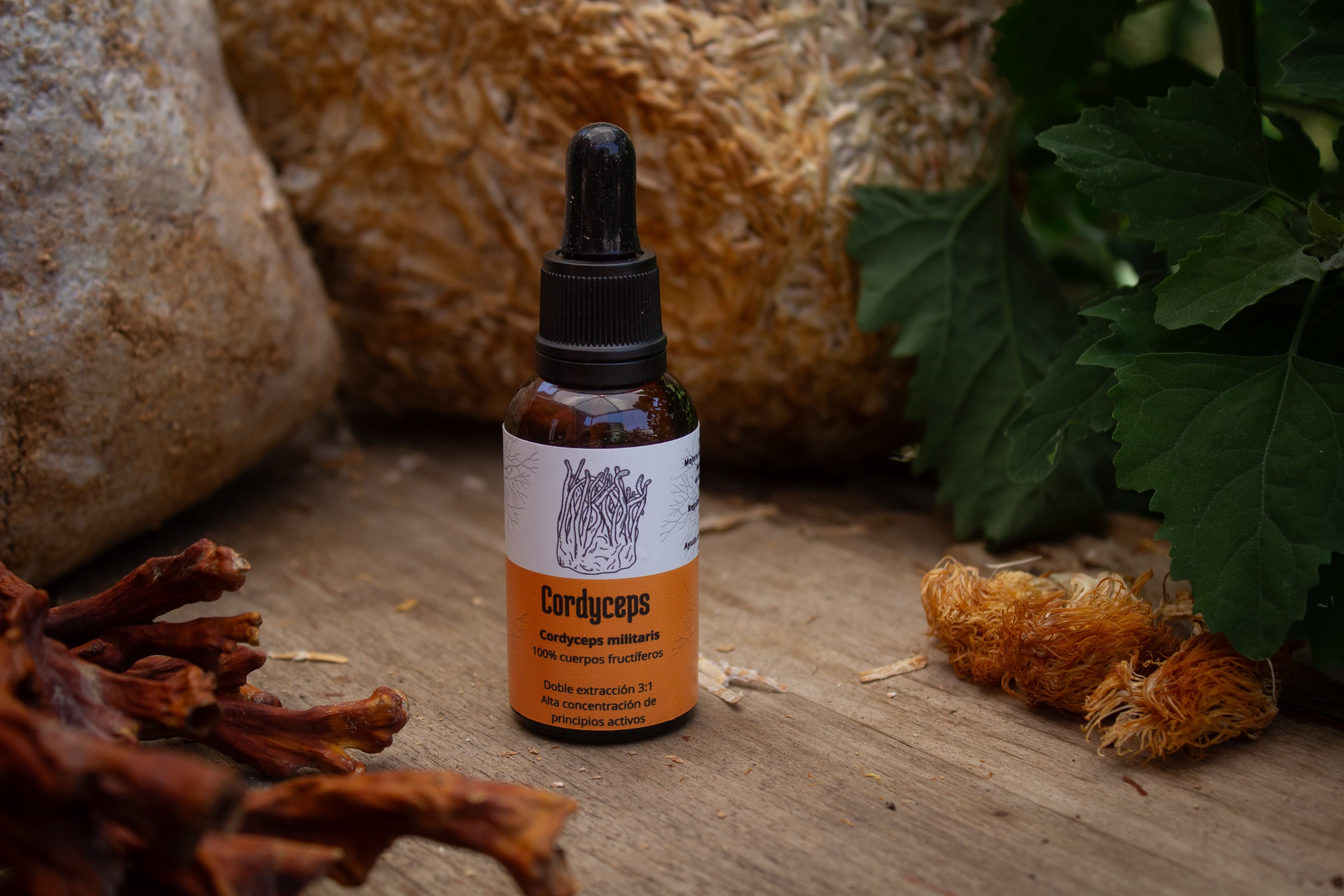 Extracto Cordyceps/ Cordyceps militaris