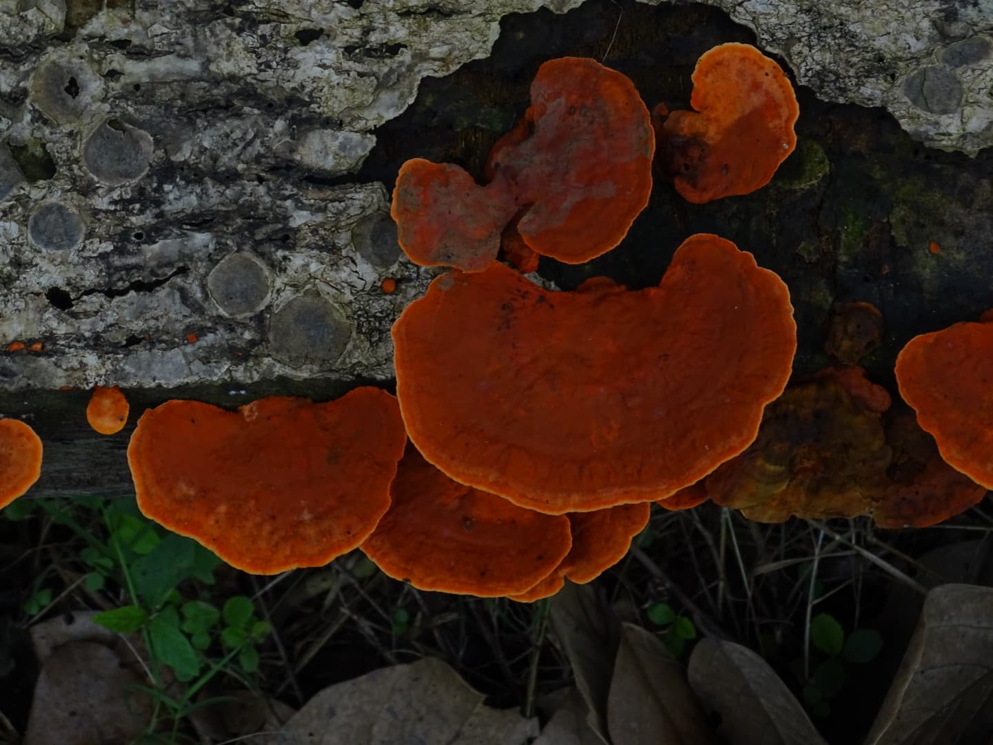 Kombucha Frambuesa Reishi